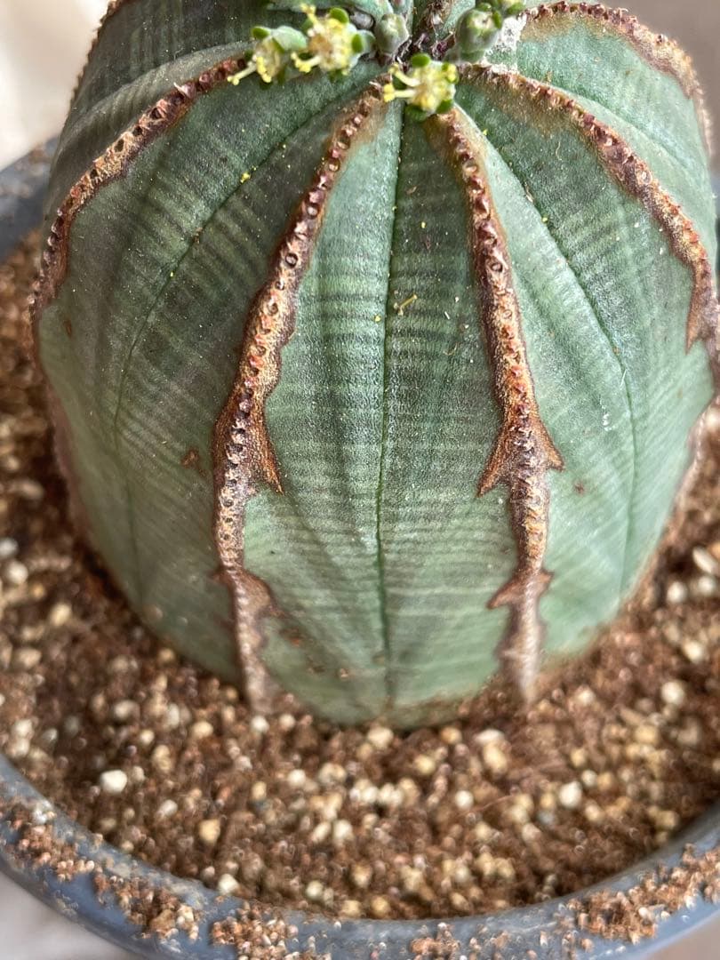 め*る様 オベサ 4号サイズ 木質化 二つセット