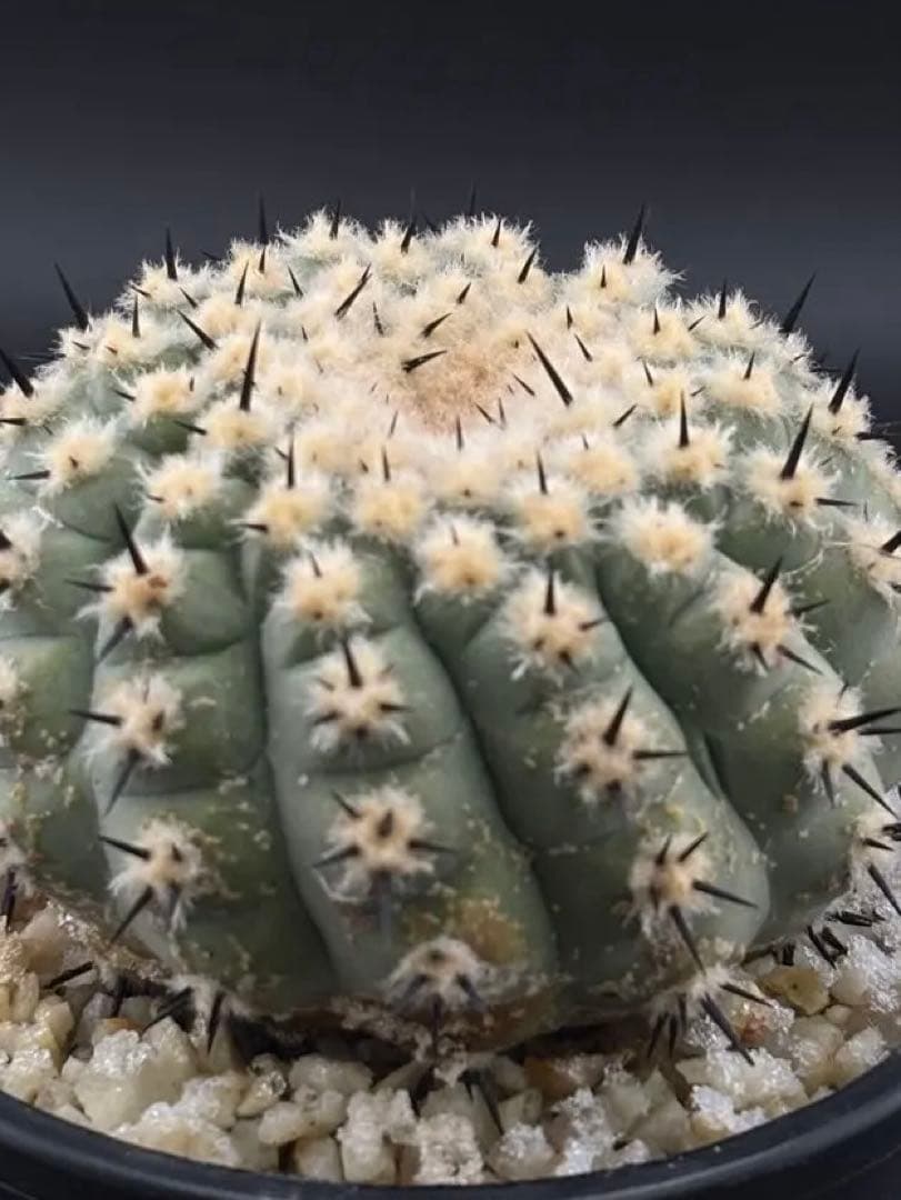 短刺　黒王丸　コピアポア　台付