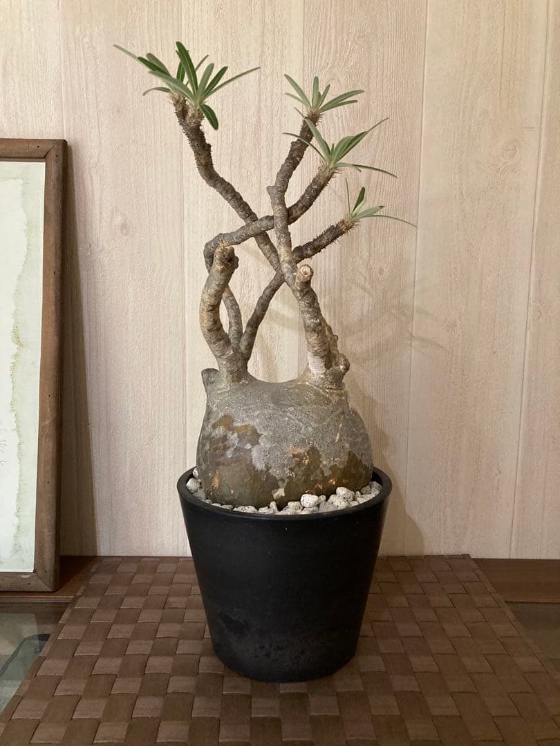 パキポディウム グラキリス　「細枝　コレクション株」