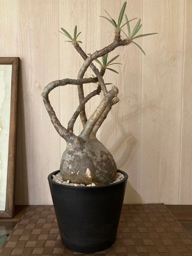 パキポディウム グラキリス　「細枝　コレクション株」