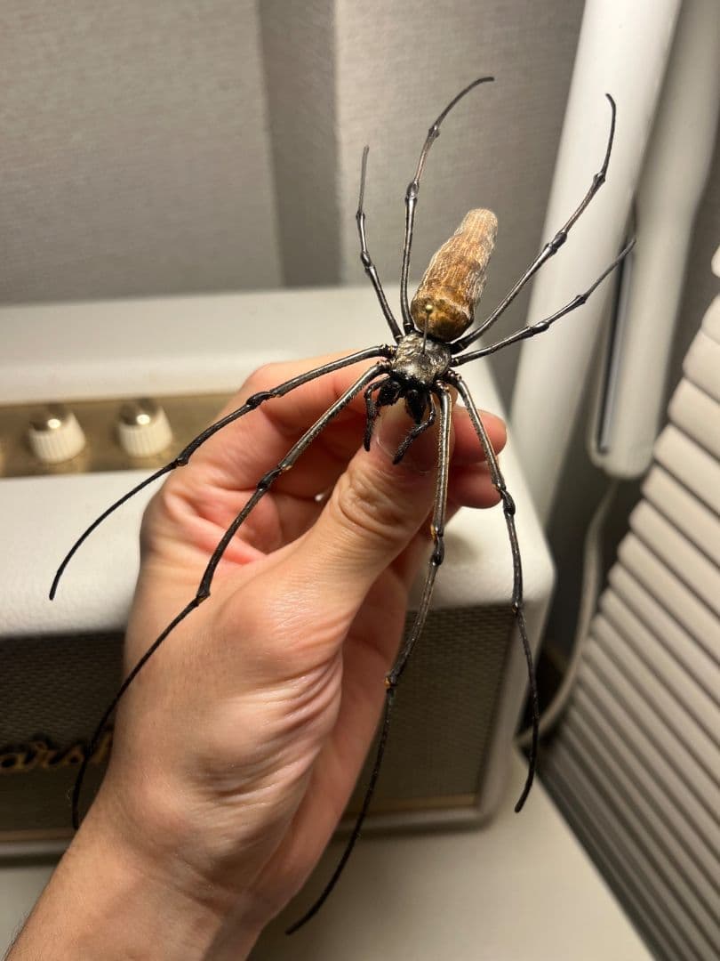 【日本蜘蛛最大種】オオジョロウグモ？ 女郎蜘蛛カマキリタランチュラスパイダー標本