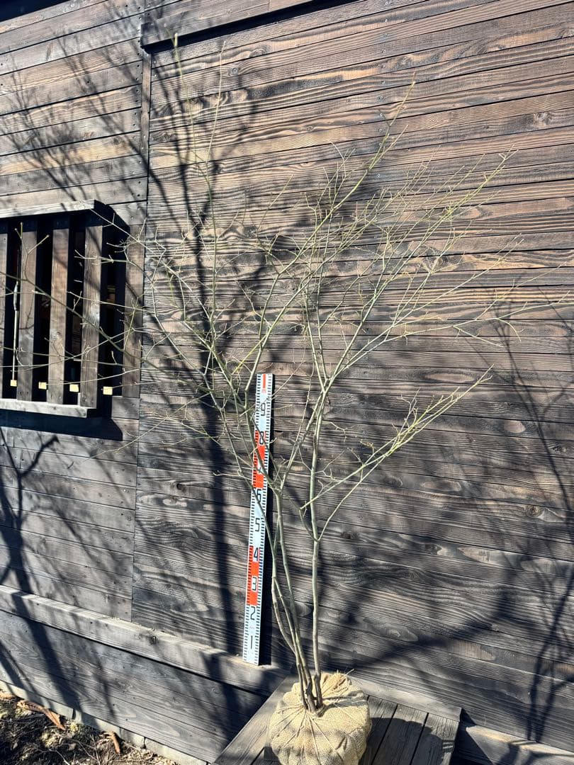 ヤマモミジ/山採り天然木【現品発送】管理80030