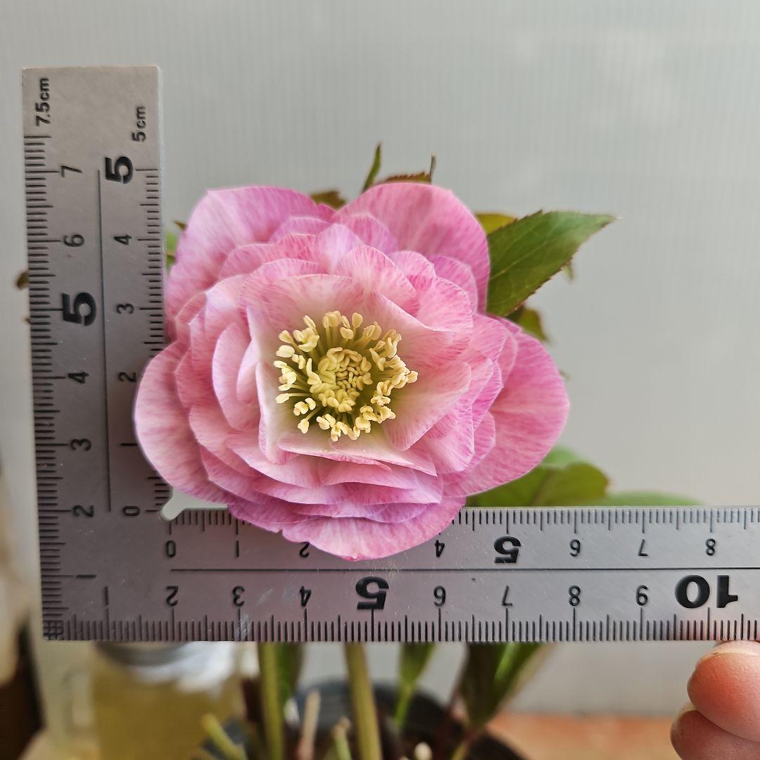 ㉖-418クリスマスローズ