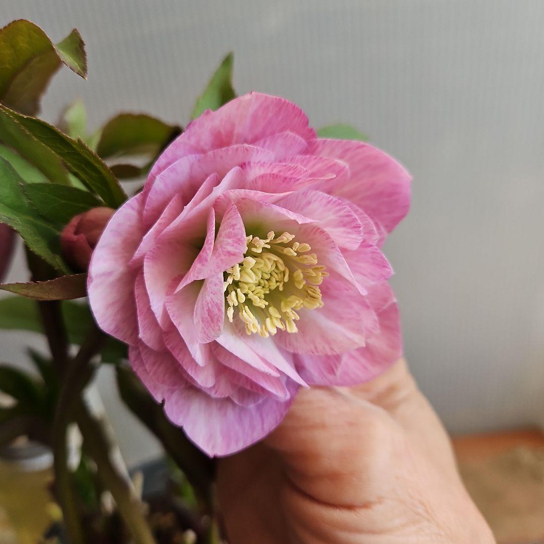 ㉖-418クリスマスローズ