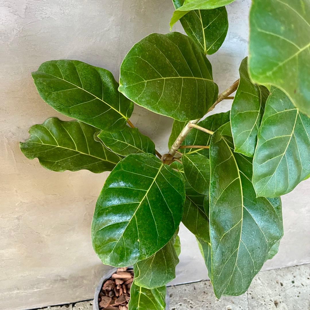 希少　フィカス　アフリカンプリンス　曲がり仕立て　陶器鉢　植え込み発送