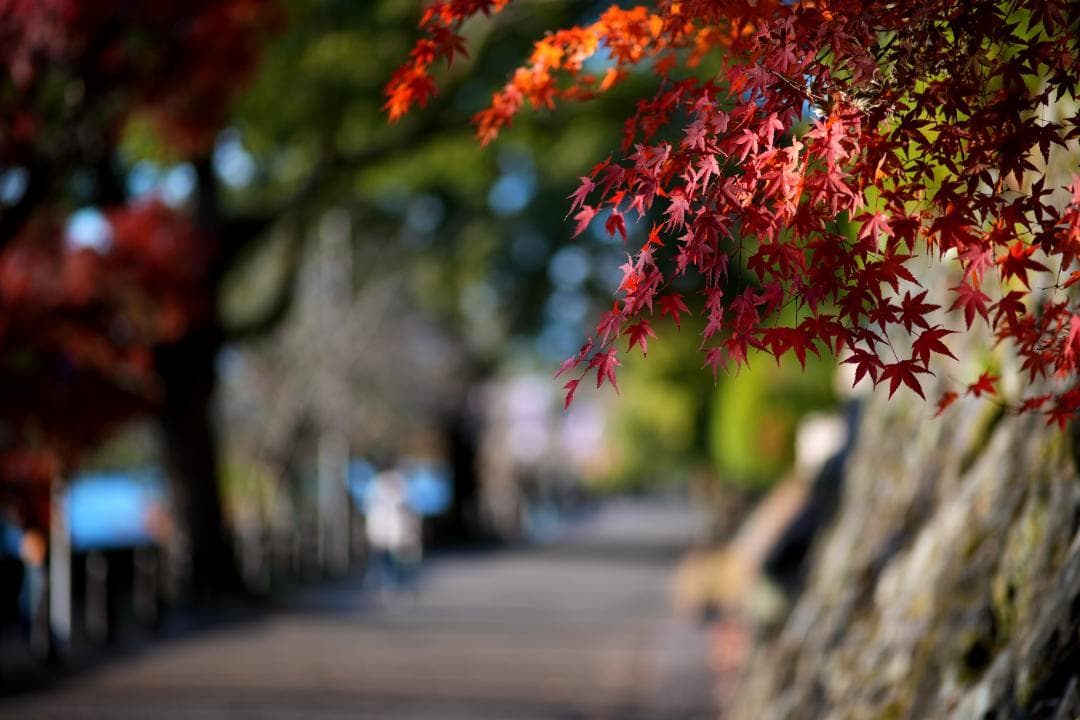 【希少・銘玉】Carl Zeiss Makro Planar 100mm f2