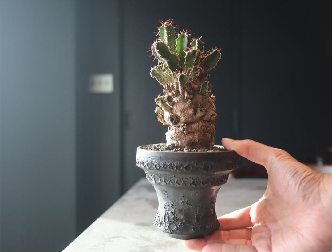 手乗り株　発根済み　ユーフォルビア　ムランジーナ現地株