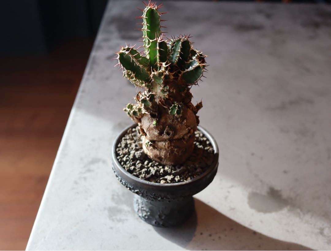 手乗り株　発根済み　ユーフォルビア　ムランジーナ現地株