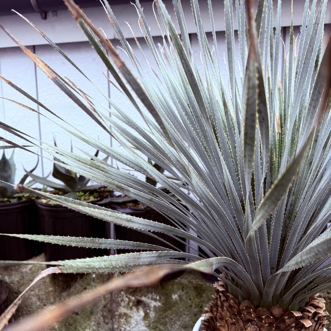 グラウコフィラム　ダシリリオン　観葉植物　ドライガーデン　１０号