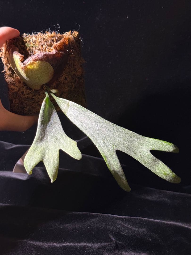 【トンクラさん新交配種】Faline#3 子株　タイ輸入株