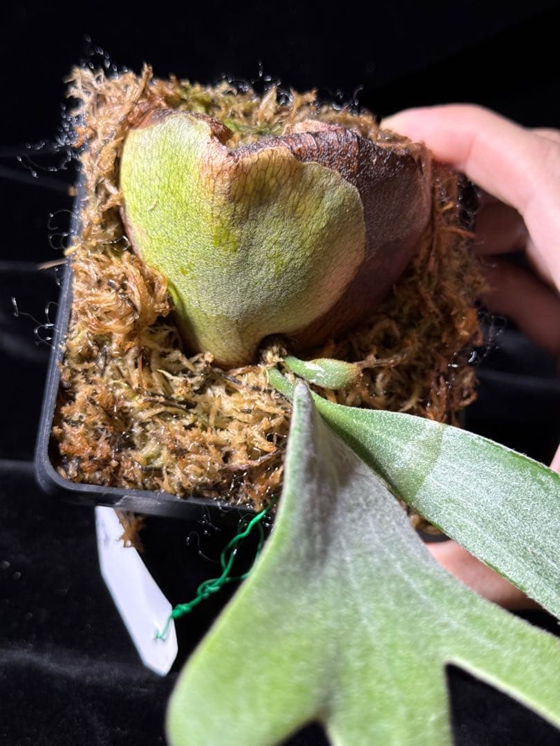 【トンクラさん新交配種】Faline#3 子株　タイ輸入株