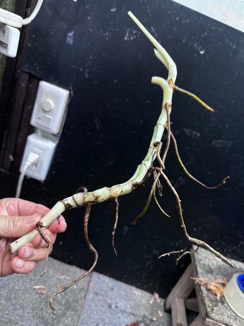 し*★様 斑入りモンステラホワイトタイガー大茎6株おまとめ