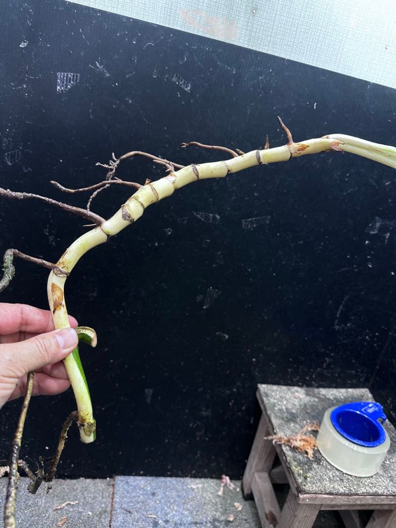 し*★様 斑入りモンステラホワイトタイガー大茎6株おまとめ