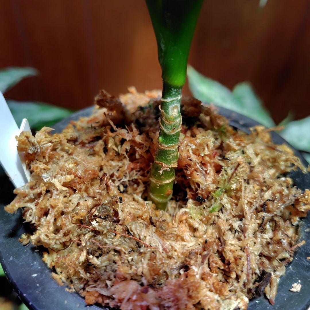 柳緑花紅　Aglaonema　pictum