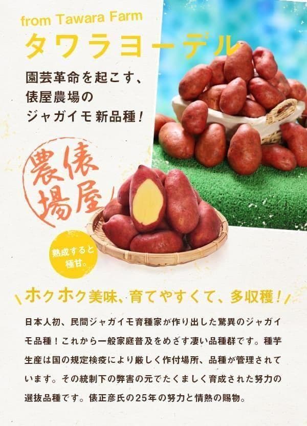 ☆284☆ジャガイモ (4品種) の種芋