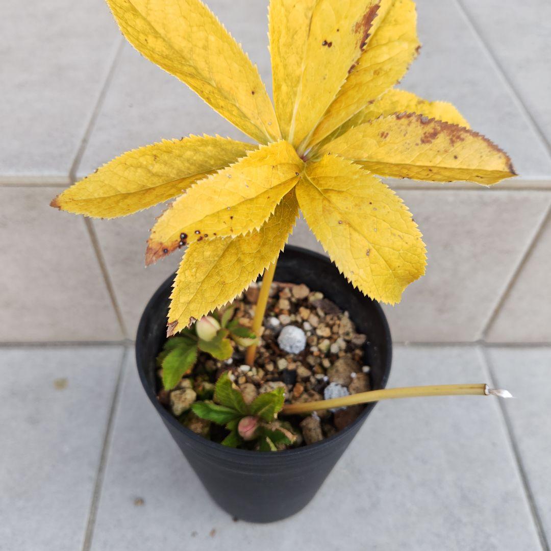 な*ず様 クリスマスローズ 大木ナーセリー Ｆｕｏｊｉｔａ(フジタ) 株分け