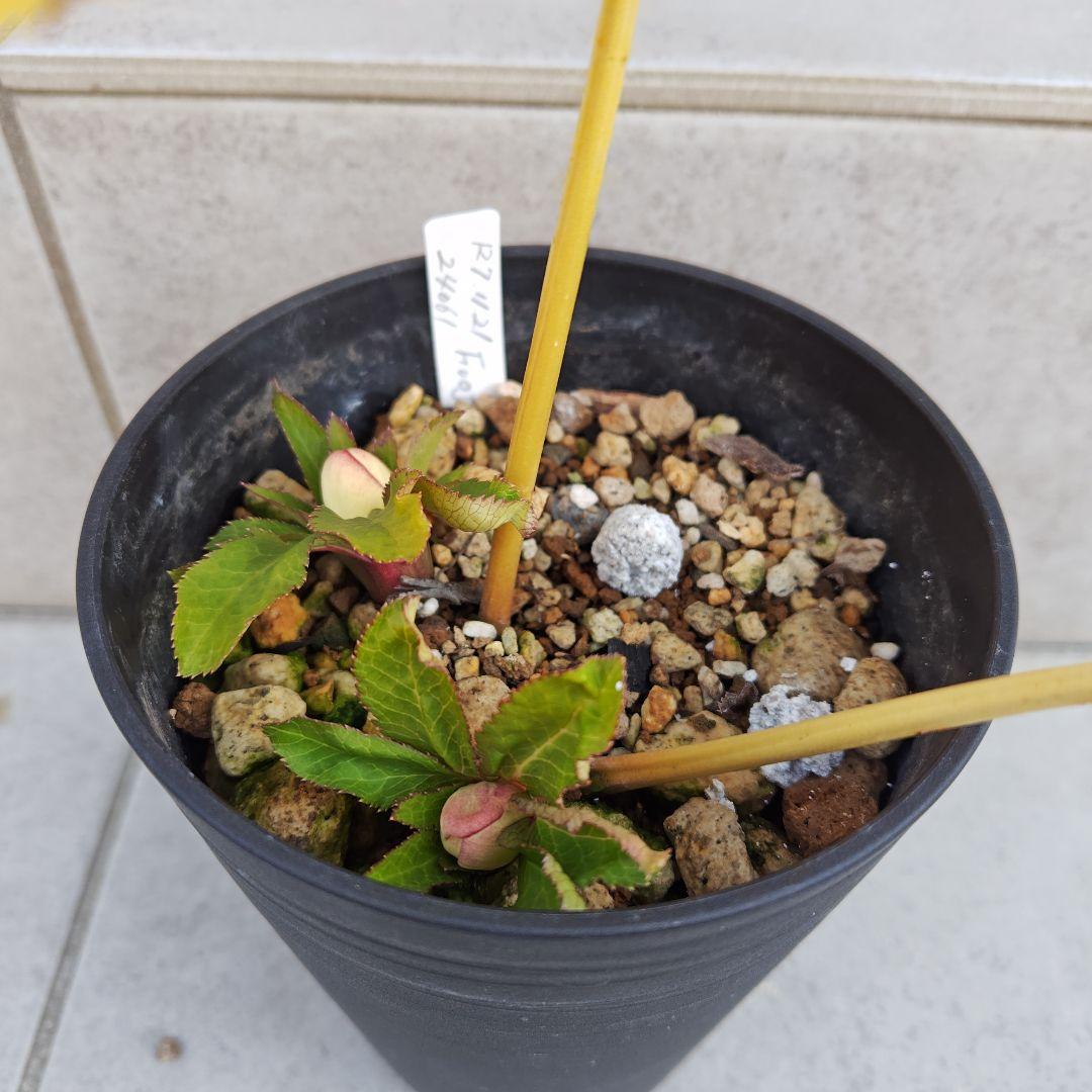 な*ず様 クリスマスローズ 大木ナーセリー Ｆｕｏｊｉｔａ(フジタ) 株分け