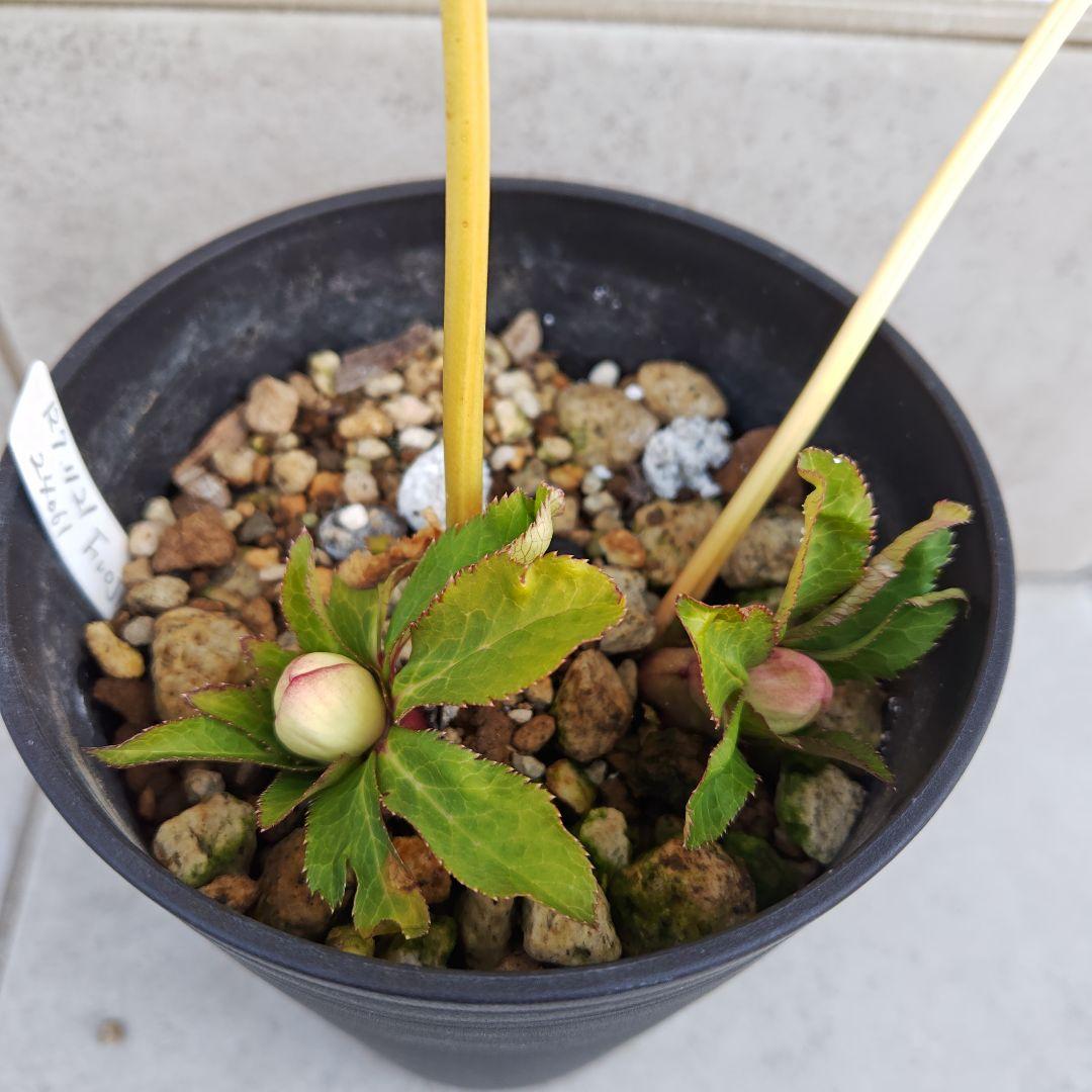 な*ず様 クリスマスローズ 大木ナーセリー Ｆｕｏｊｉｔａ(フジタ) 株分け