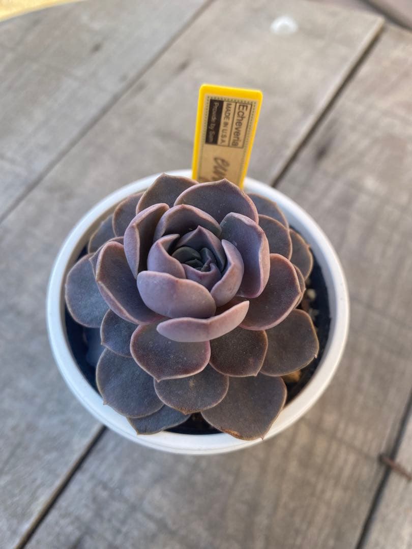 リクエストラスト希少　eurychlamys エリキュラミス　カリフォルニア輸入