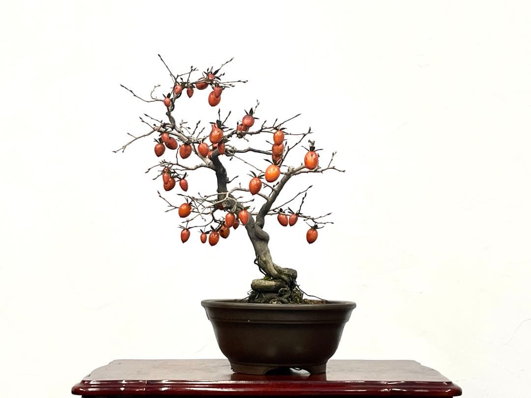 三河盆栽　ロウヤガキ　ローヤ柿　盆栽　実物