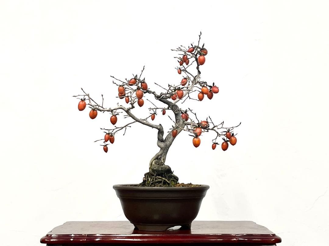 三河盆栽　ロウヤガキ　ローヤ柿　盆栽　実物