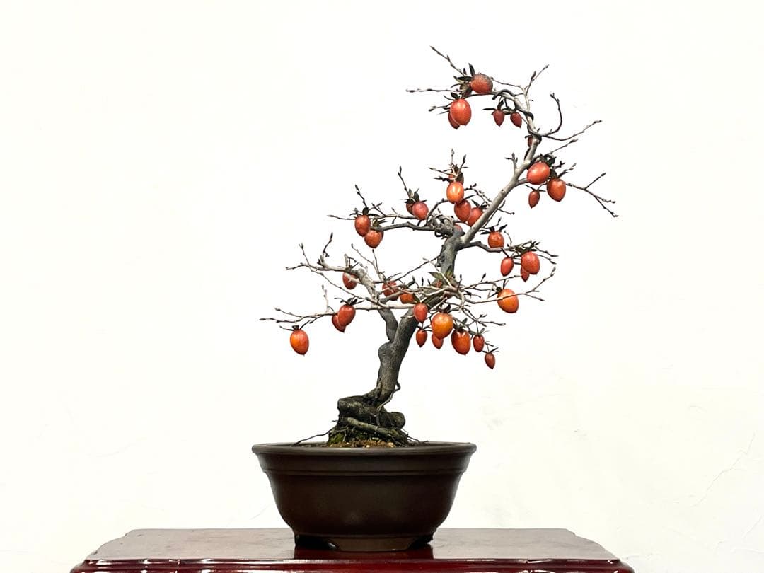 三河盆栽　ロウヤガキ　ローヤ柿　盆栽　実物