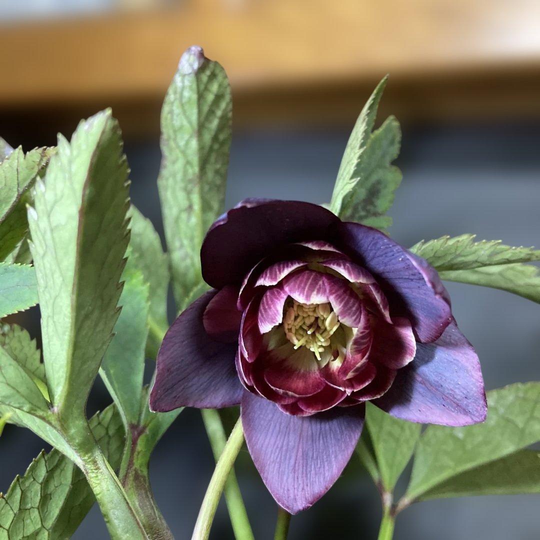 まい3点おまとめ 分割クリスマスローズ雅紫色の花