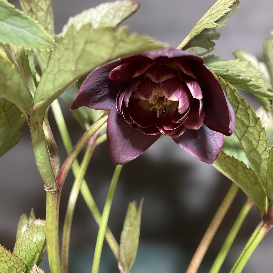 まい3点おまとめ 分割クリスマスローズ雅紫色の花