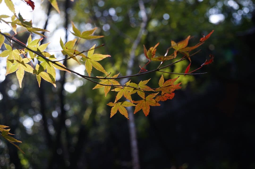 Cooke Speed Panchro 32mm f2 スピードパンクロ