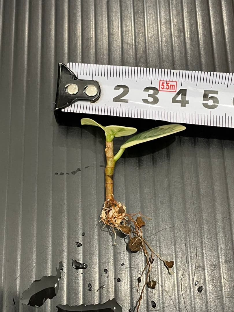 専用パンダガジュマル斑入り発根済み×2本