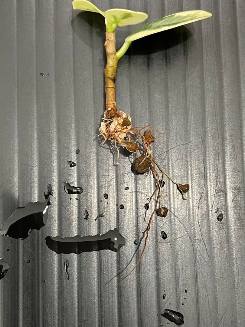 専用パンダガジュマル斑入り発根済み×2本