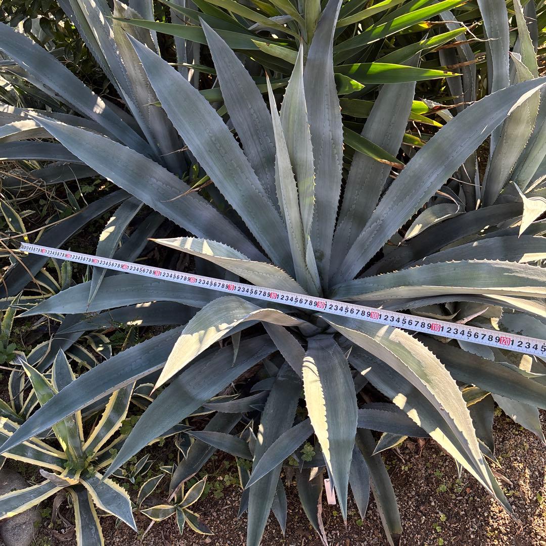 特大　巨大　アガベ　アメリカーナ　オアハカエンシス　ドライガーデン　34