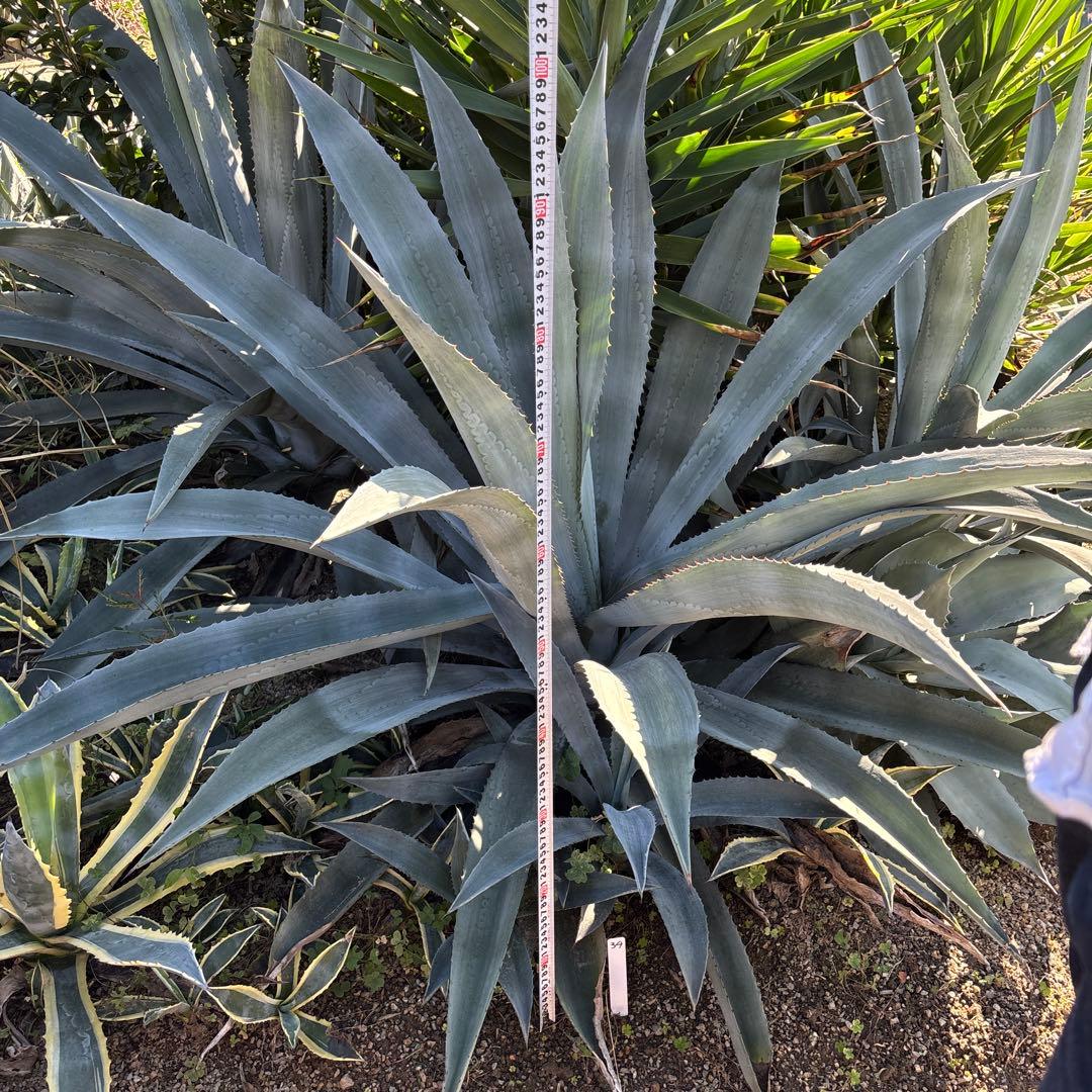 特大　巨大　アガベ　アメリカーナ　オアハカエンシス　ドライガーデン　34