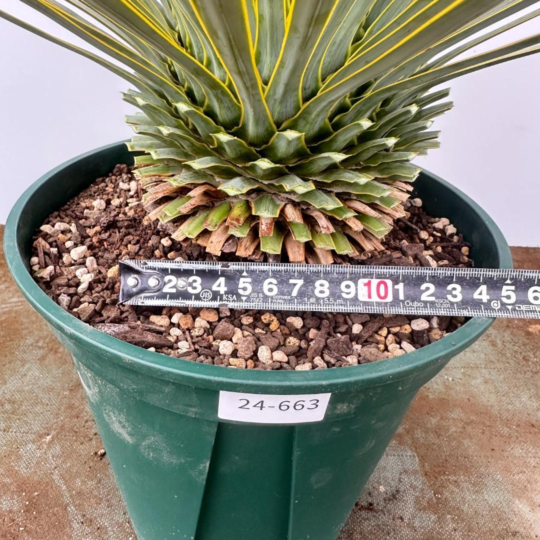 ユッカ　ロストラータ【24-663】超美形　シルバーブルー