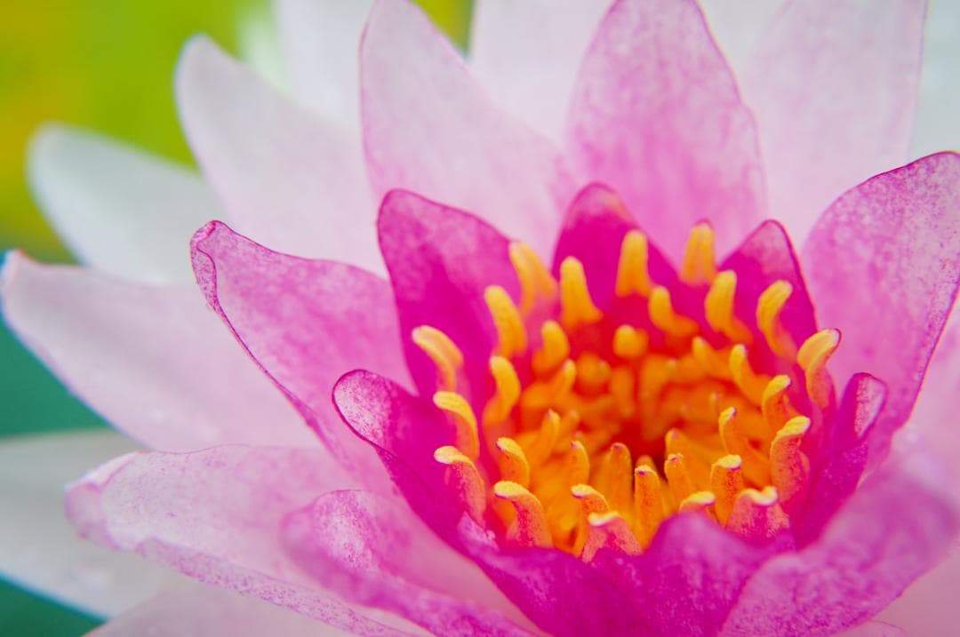 学生応援。スマホ卒業 SONY NEX-5T未使用級ダブルズーム ミラーレス一眼