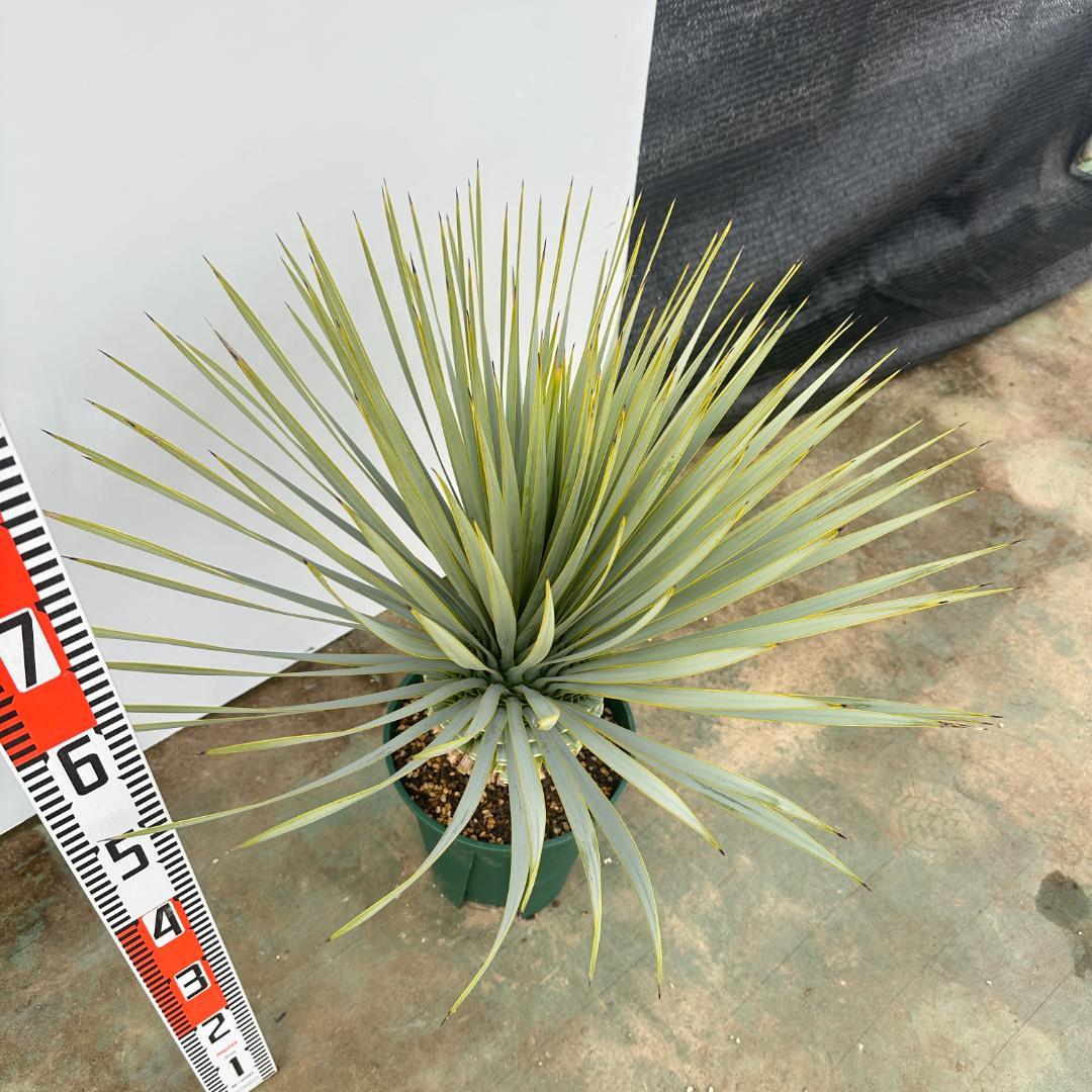 ユッカ　ロストラータ【24-634】超美形　シルバーブルー