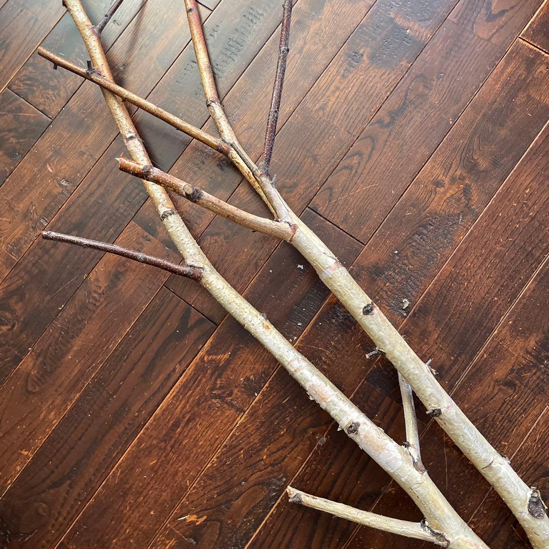 白樺の木　北海道インテリア　店舗用ディスプレイ　クリスマス装飾　インテリア雑貨