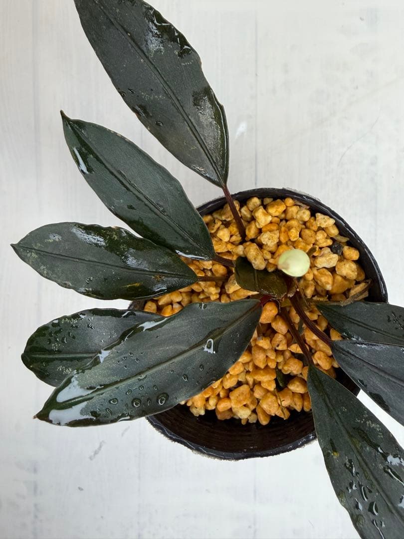 ユ*ケ様 ⭐︎Bucephalandra motleyana 根伏せ苗 中株 /