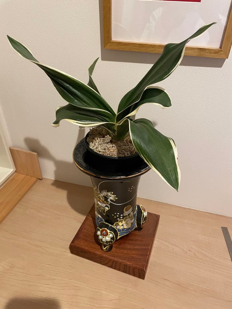 蘭鉢　錦鉢　猫足　三足　龍　波　雲　黒