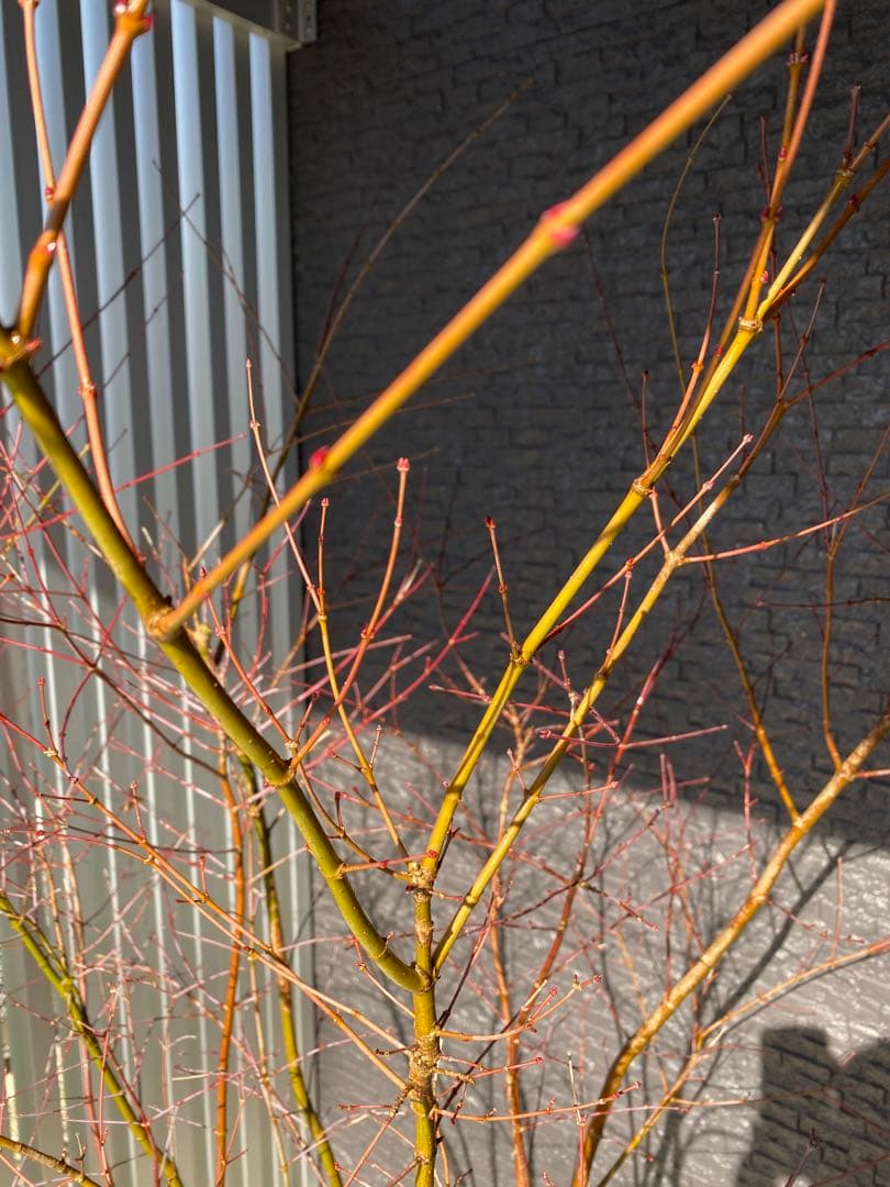 イロハモミジ　樹高H1.6m ５本立ち