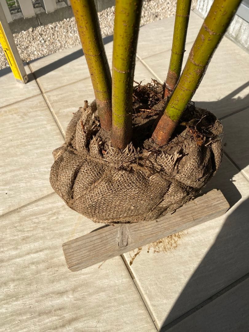 イロハモミジ　樹高H1.6m ５本立ち