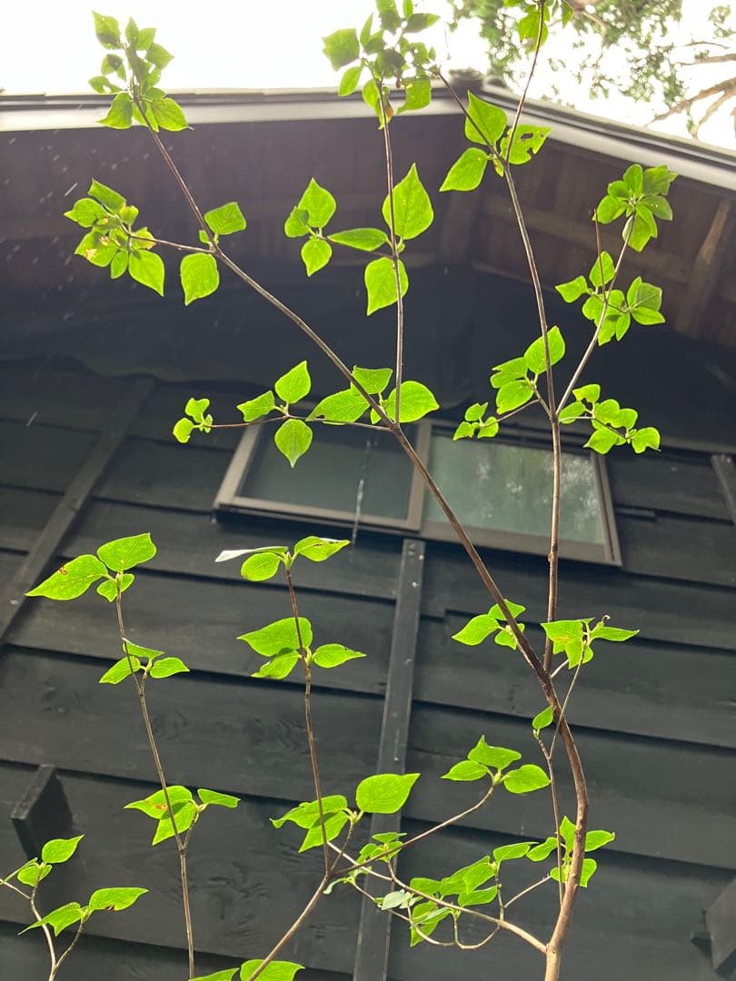 73 山採り　ミツバツツジ