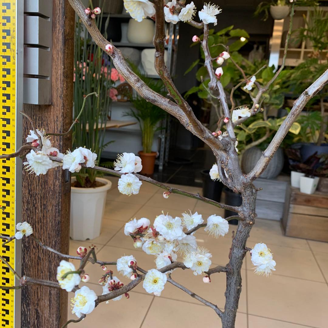 雲竜梅　ウンリュウバイ 8号 1