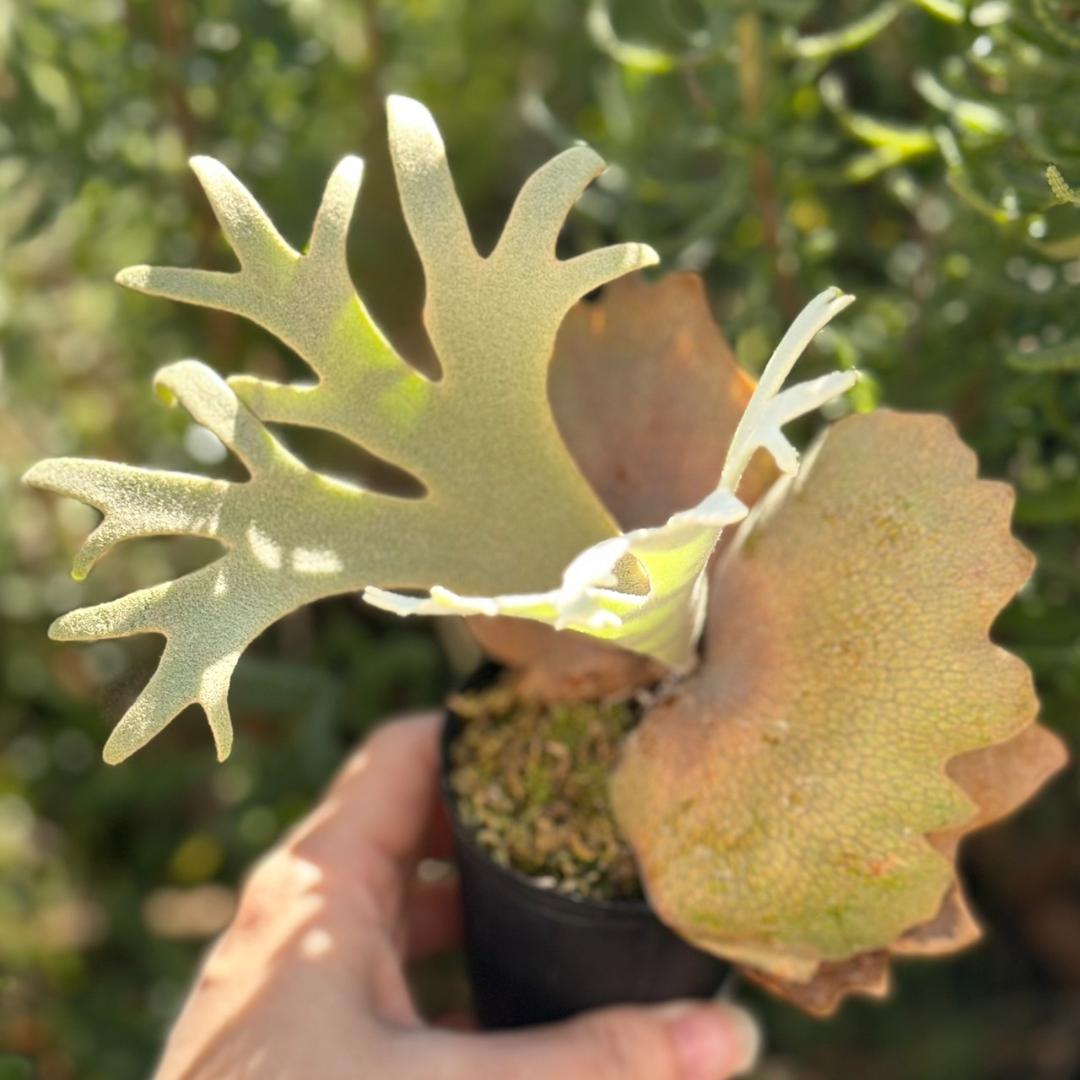 速達！！P. willinckii ’Jenny’ TC 2839