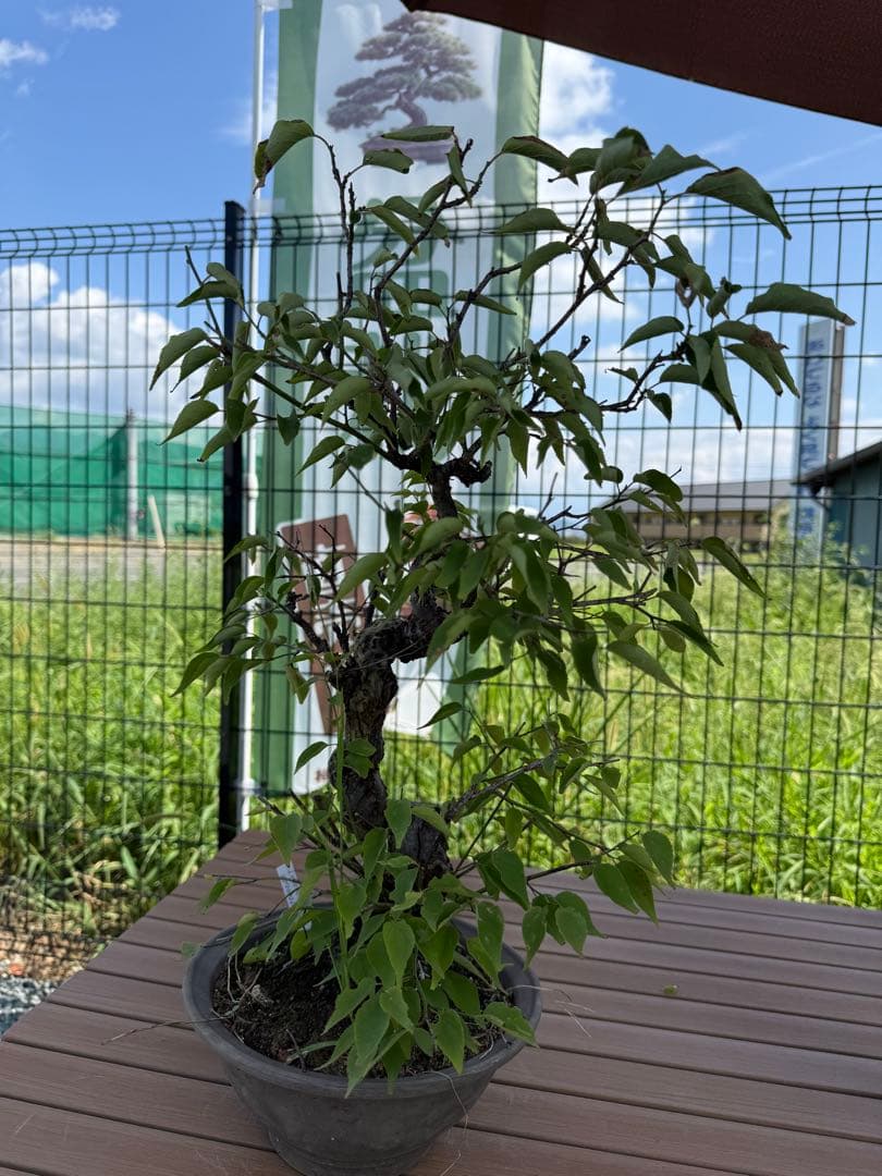 山木　山採り　甲州野梅　捻転著しい　白一重　咲きます