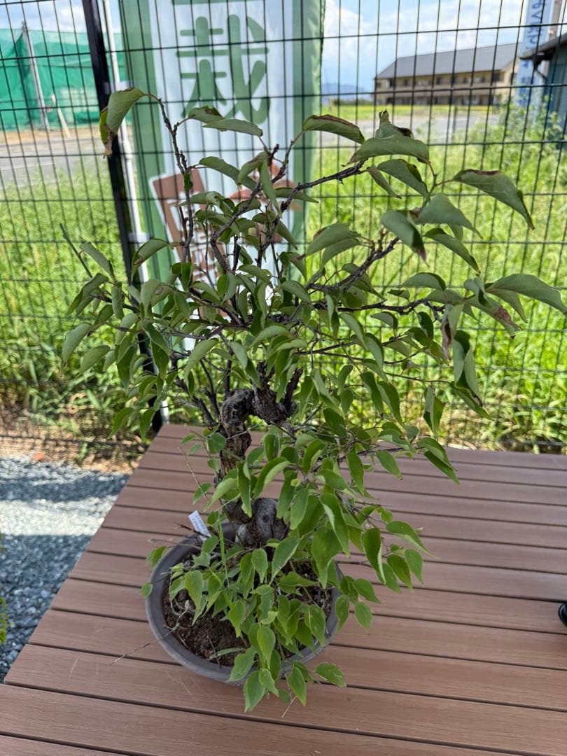 山木　山採り　甲州野梅　捻転著しい　白一重　咲きます