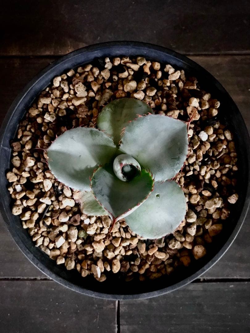 アガベ グアダラハラナ ドワーフ　圓葉達磨