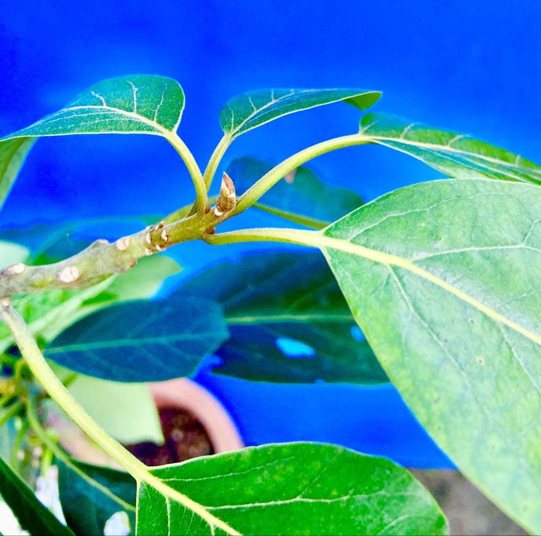 ❶アボカドＢ接木苗 耐寒性 人気種