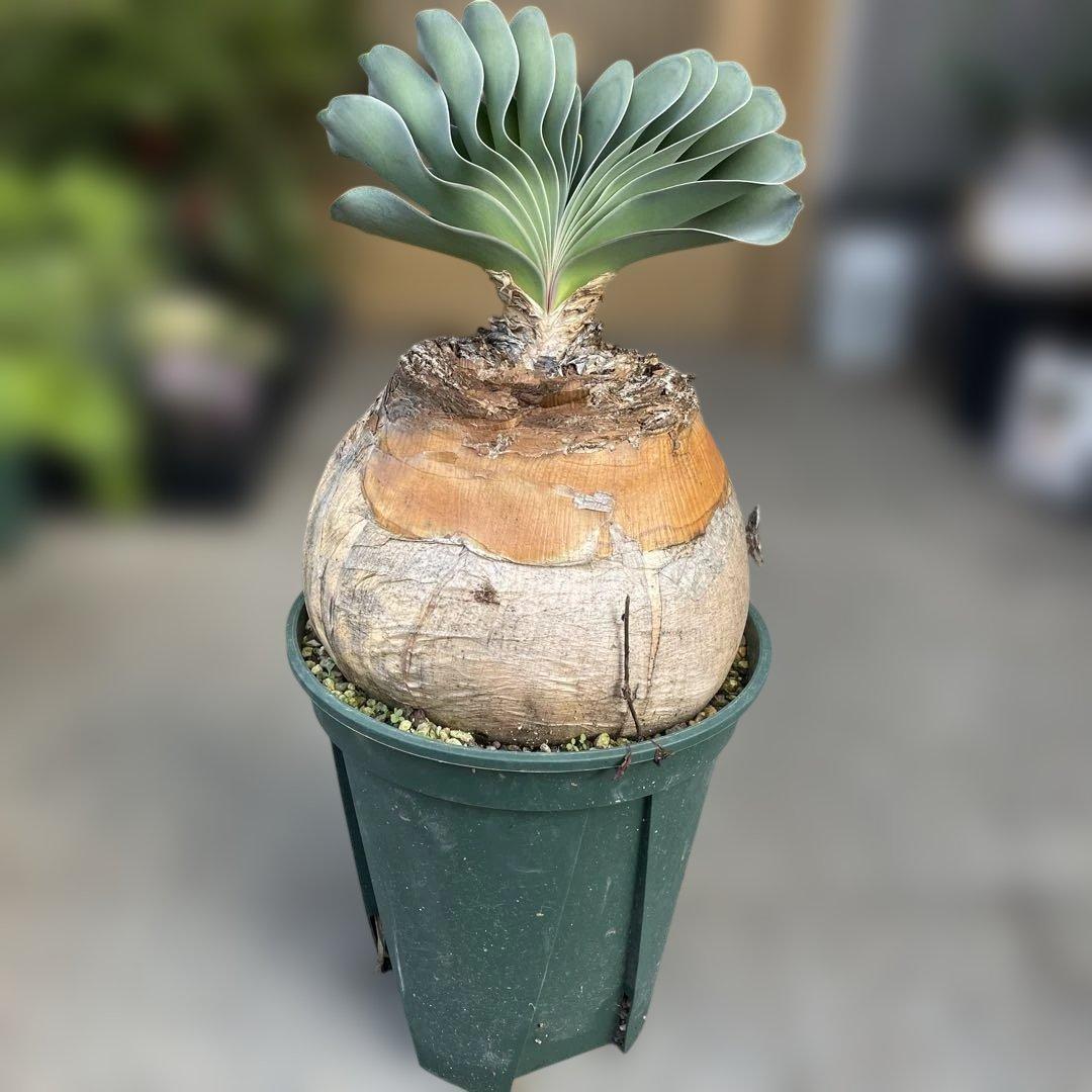 の*う様 ブーファン ハエマンソイデス