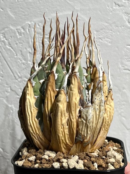 ◾️エボリスピナ陽炎⑥◾️エグいうねり 陽炎 ホワイトスパイン 発根管理中